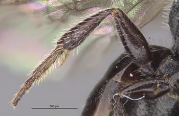 Media type: image;   Entomology 32864 Aspect: Leg hind